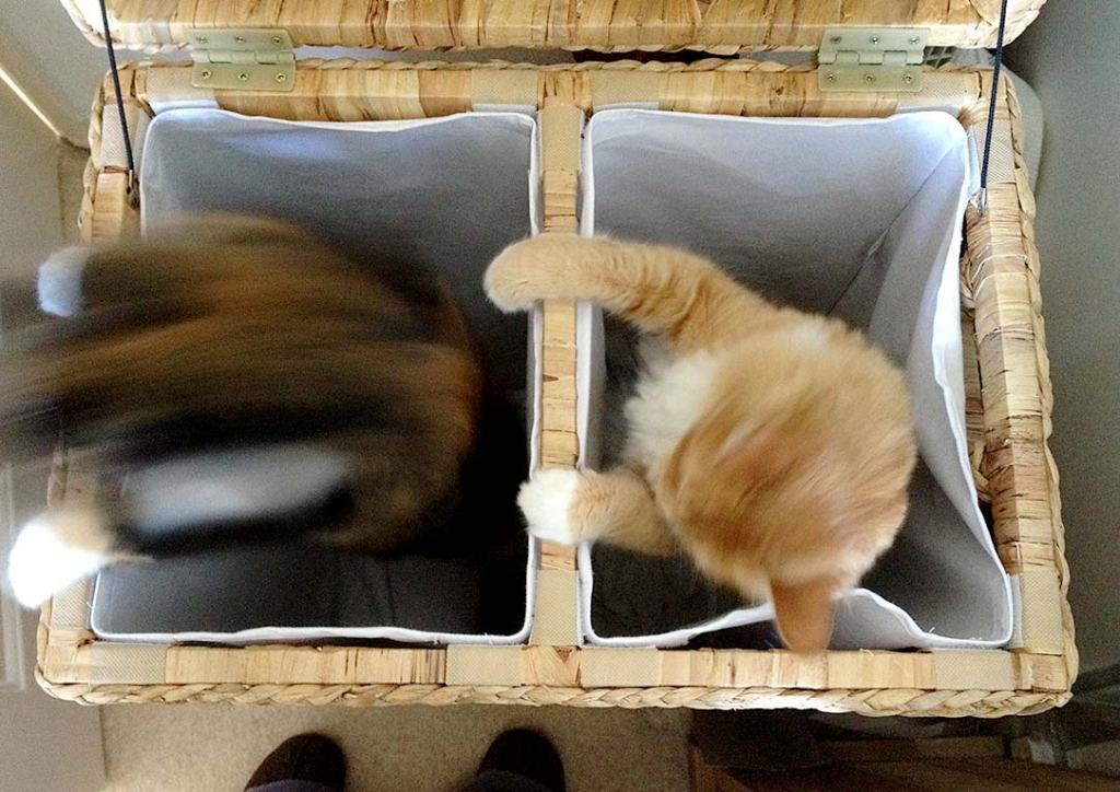 Weekly Photo Challenge:&nbsp;Companionable