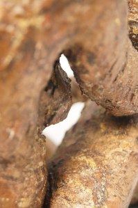 detail of Letizia sitting